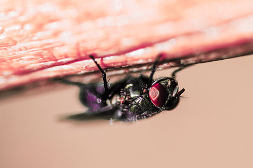 Big Eyed Blow Fly Perched Upside Down (Red Tint Photo)