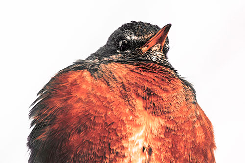 Big Puffy American Robin Enjoys Sunrise (Red Tint)