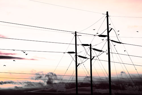 Bird Flock Flying Behind Powerline Sunset (Red Tint Photo)
