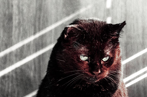 Black Cat Looking Downwards Among Sun Rays (Red Tint)