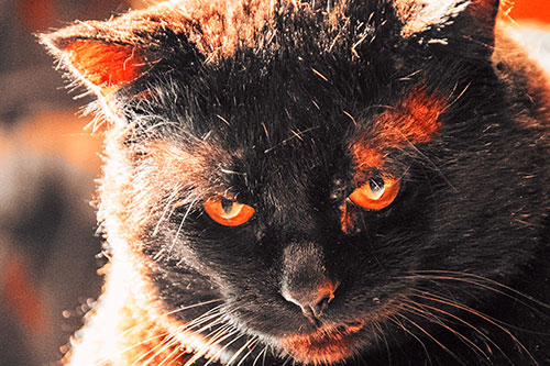 Black Cat Plotting Among Sunlight (Red Tint)