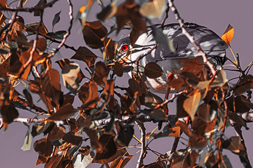 Black Crowned Night Heron Hiding Among Leaves (Red Tint)