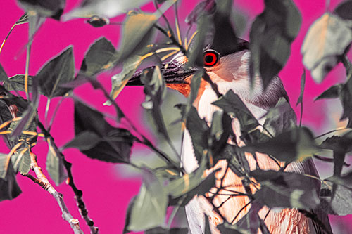 Black Crowned Night Heron Keeping Watch Among Leaves (Red Tint)