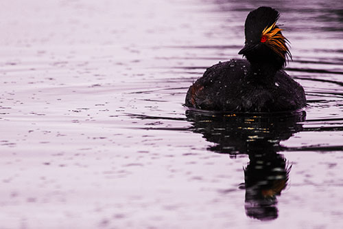 Black Necked Eared Grebe Floating Atop Lake (Red Tint)