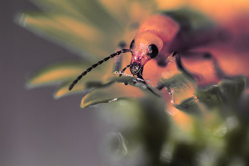 Blister Beetle Feasts Atop Gumplant Flower (Red Tint)