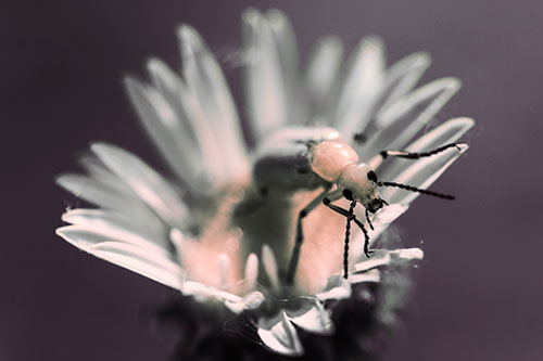 Blister Beetle Guards Gumplant Flower (Red Tint)