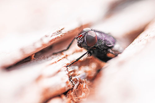 Blow Fly Hiding Among Tree Bark Crevice (Red Tint Photo)