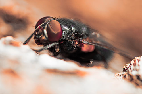 Blow Fly Resting Among Sloping Tree Bark (Red Tint Photo)