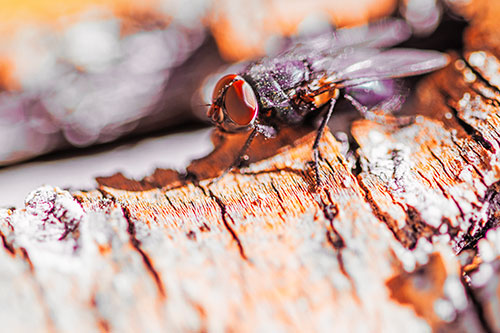 Blow Fly Standing Atop Broken Tree Branch (Red Tint Photo)