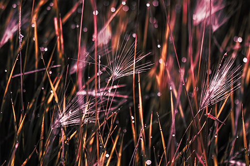 Blurry Water Droplets Clamp Onto Reed Grass (Red Tint Photo)