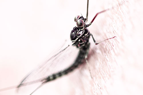 Body Bending Mayfly Resting Vertically (Red Tint Photo)