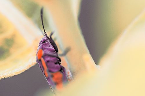 Boxelder Beetle Crawling Up Plant Stem (Red Tint Photo)
