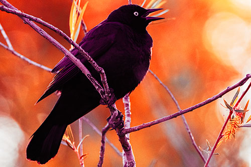 Brewers Blackbird Chirping Atop Sloping Branch (Red Tint Photo)
