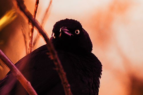 Brewers Blackbird Keeping Watch (Red Tint Photo)