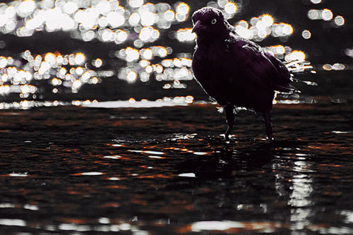 Brewers Blackbird Watches Water Intensely (Red Tint Photo)