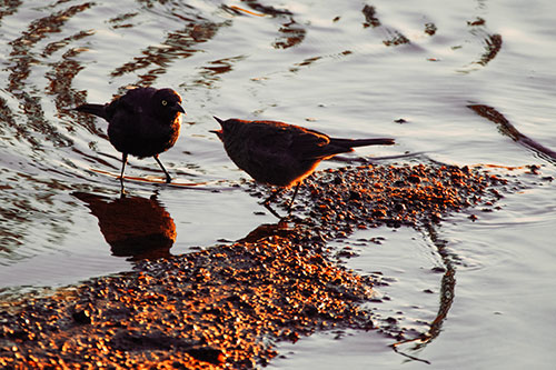 Brewers Blackbirds Feeding Along Shoreline (Red Tint Photo)