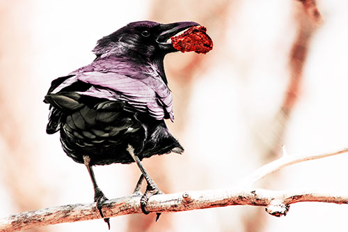 Brownie Crow Perched On Tree Branch (Red Tint)