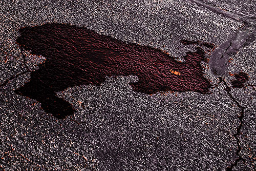 Bunny Rabbit Pavement Puddle Figure Formation (Red Tint)