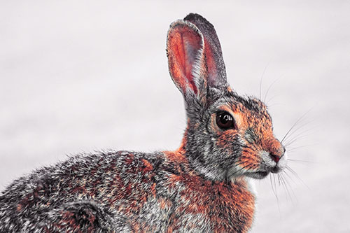 Bunny Rabbit Taking Gander Around Park (Red Tint)