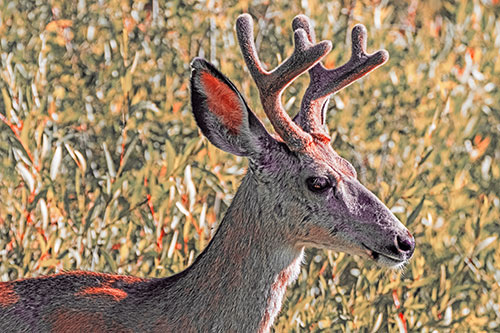 Calm Mule Deer Casually Wandering Around Vegetation (Red Tint)
