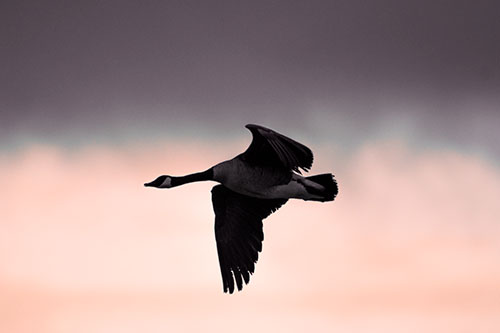 Canadian Goose Flying Among Sunrise (Red Tint Photo)