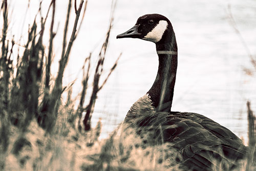 Canadian Goose Hiding Behind Reed Grass (Red Tint Photo)