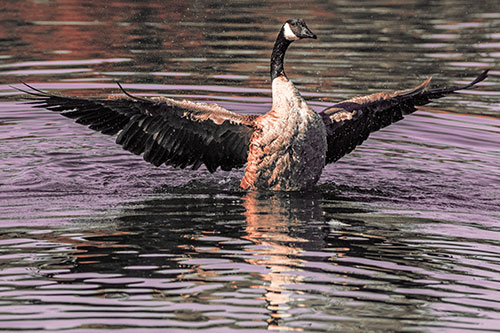 Canadian Goose Spreads Wings Among Lake Top (Red Tint)