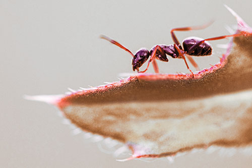 Carpenter Ant Crawls Across Spiky Thistle Leaf (Red Tint)