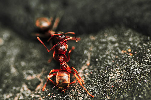 Carpenter Ants Battling Over Territory (Red Tint Photo)