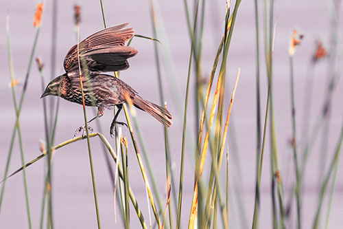 Cattail Jumping Female Red Winged Blackbird (Red Tint)