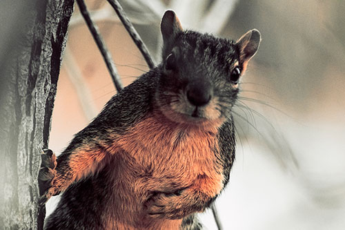 Chest Holding Squirrel Leans Against Tree (Red Tint Photo)