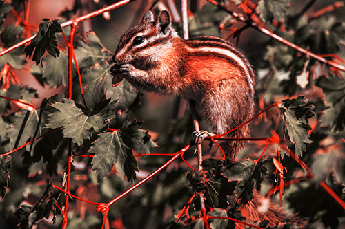 Chipmunk Feasting On Tree Branches (Red Tint Photo)