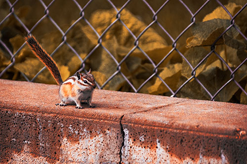 Chipmunk Walking Along Wet Concrete Wall (Red Tint Photo)
