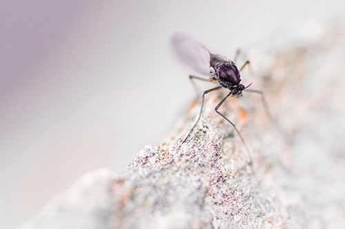 Chironomid Midge Fly Standing Along Rock Edge (Red Tint)