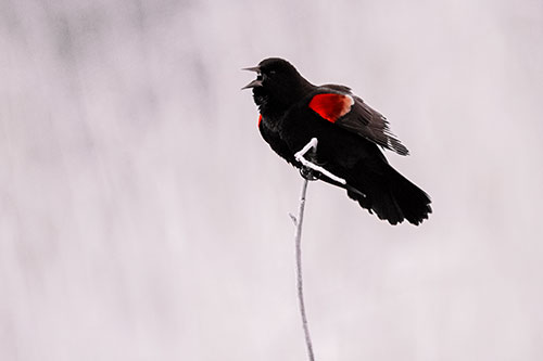 Chirping Red Winged Blackbird Atop Snowy Branch (Red Tint Photo)