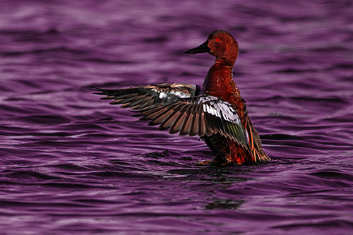 Cinnamon Teal Duck Flaps Wings Among Lake (Red Tint)