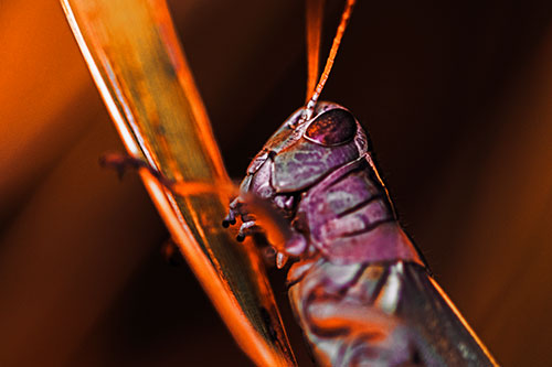 Climbing Grasshopper Crawls Upward (Red Tint Photo)
