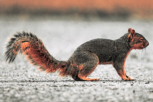 Closed Eyed Squirrel Meditating (Red Tint Photo)