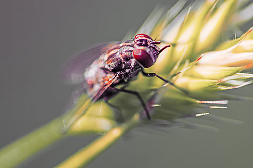 Cluster Fly Rests Atop Grass Blade (Red Tint Photo)