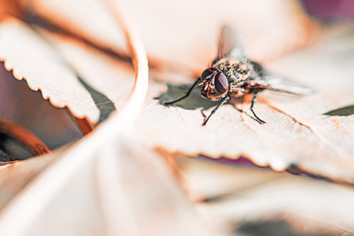Cluster Fly Standing Atop Stacked Intersecting Leaves (Red Tint)