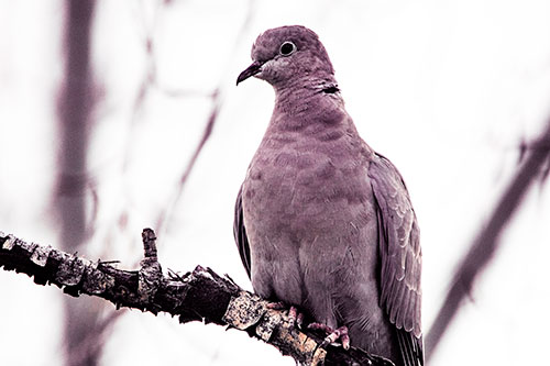 Collared Dove Perched Atop Peeling Tree Branch (Red Tint Photo)