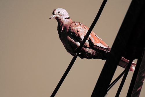 Collared Dove Perched Atop Wire (Red Tint Photo)
