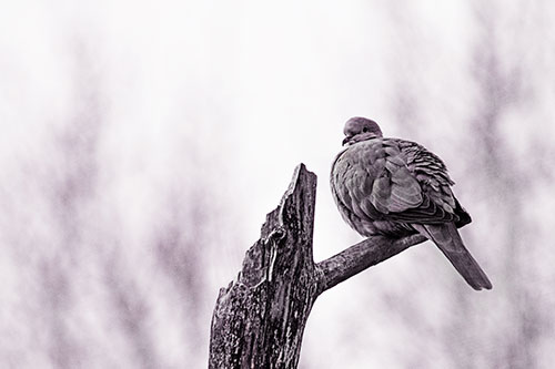 Collared Dove Sitting Atop Broken Tree (Red Tint)