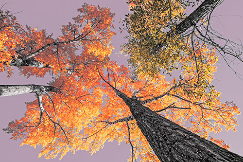 Colorful Towering Autumn Trees Among Clear Sky (Red Tint)