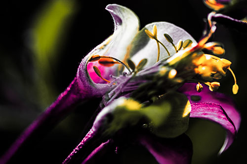 Columbine Flower Face Embracing Sunlight (Red Tint)
