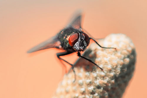 Confused Blow Fly Tilts Head Atop Coneflower (Red Tint)