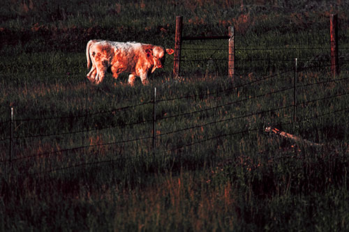 Cow Glances Sideways Beside Barbed Wire Fence (Red Tint Photo)