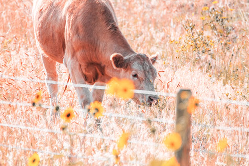 Cow Snacking On Grass Behind Fence (Red Tint)