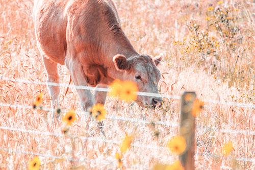 Cow Snacking On Grass Behind Fence (Red Tint Photo)