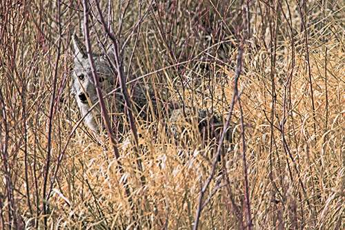 Coyote Makes Eye Contact Among Tall Grass (Red Tint Photo)